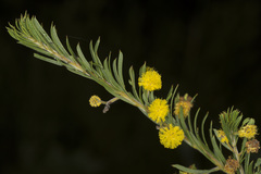 Acacia ruppii