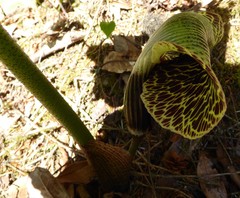 Arisaema griffithii