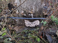 Fungi
