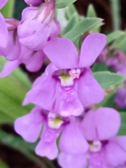Angelonia