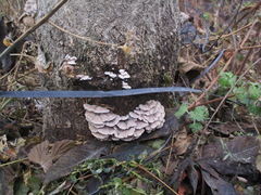 Fungi