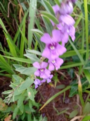 Angelonia