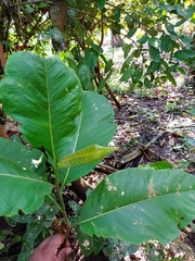 Triplaris melaenodendron