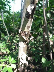 Triplaris melaenodendron