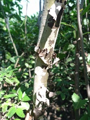 Triplaris melaenodendron