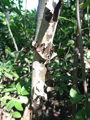 Triplaris melaenodendron