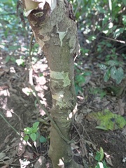 Triplaris melaenodendron