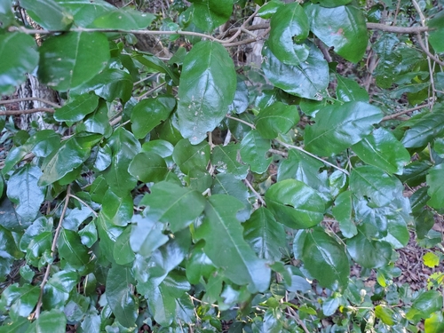 Image of Krugiodendron ferreum by (c) Tom Field, some rights reserved (CC BY)