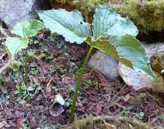 Arisaema griffithii