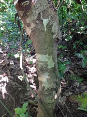 Triplaris melaenodendron