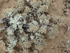 Helichrysum litorale