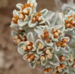Helichrysum litorale