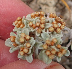 Helichrysum litorale