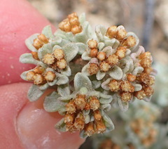Helichrysum litorale