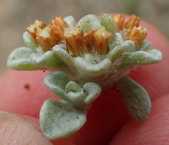 Helichrysum litorale
