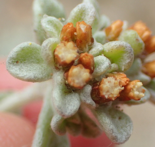 Image of Helichrysum litorale by (c) Nicola van Berkel, some rights reserved (CC BY-SA)