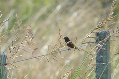 Sporophila cinnamomea