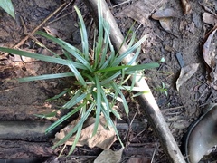 Scleria gaertneri