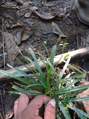 Scleria gaertneri