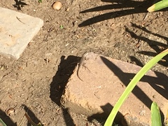 Sceloporus occidentalis