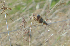 Sporophila cinnamomea