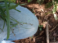 Scleria gaertneri