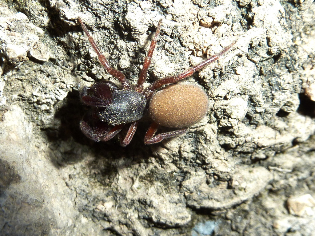 Anisaedus rufus