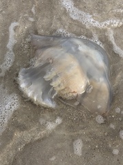 Rhopilema verrilli