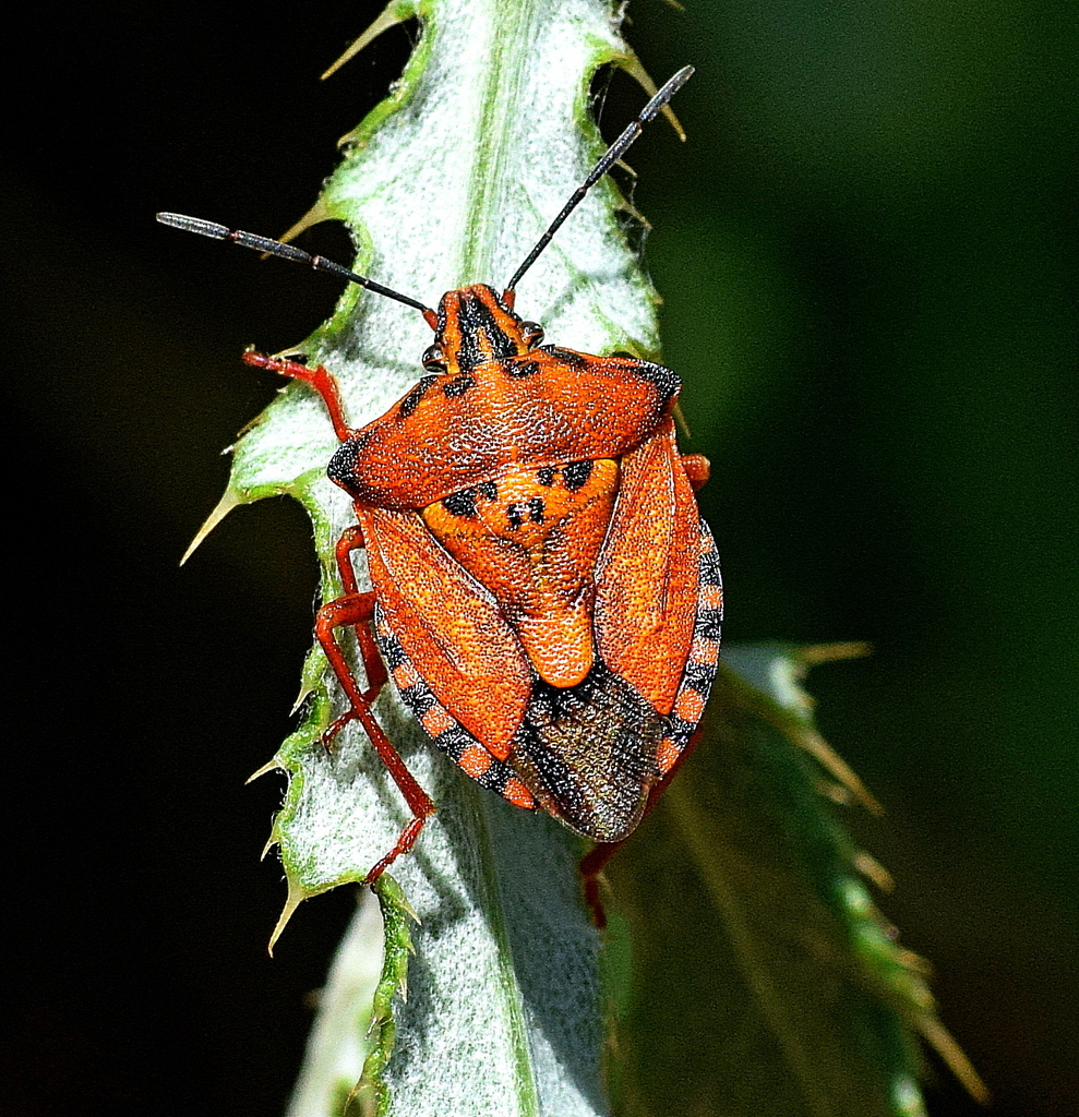 Carpocoris
