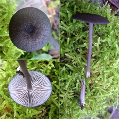 Entoloma