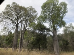 Brachychiton rupestris