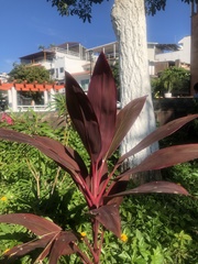 Cordyline fruticosa