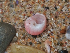 Notogibbula bicarinata