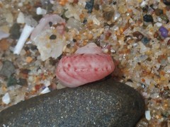 Notogibbula bicarinata