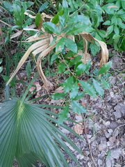 Drypetes lateriflora