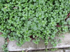 Stellaria media