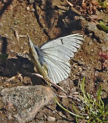 Tatochila stigmadice