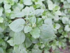 Stellaria media