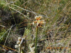 Androtrichum trigynum