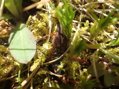 Platydracus immaculatus