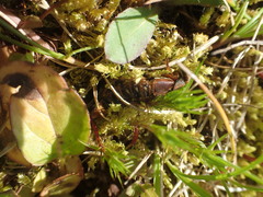 Platydracus immaculatus