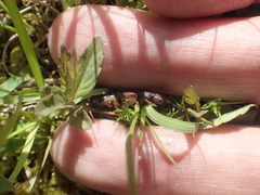 Platydracus immaculatus