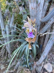 Psychilis macconnelliae