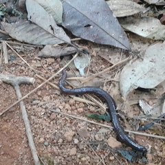Gymnophiona