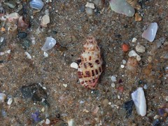 Maculotriton serriale