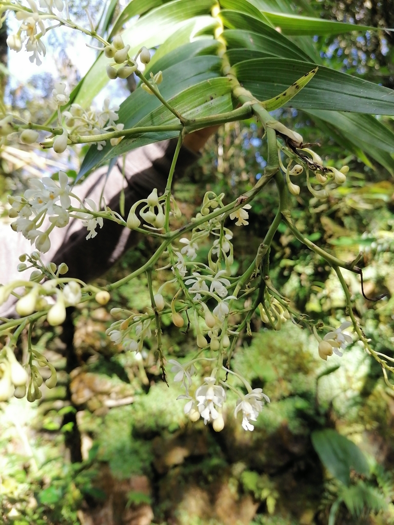 Epidendrum verrucosum Sw. 3