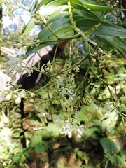 Image of Epidendrum verrucosum