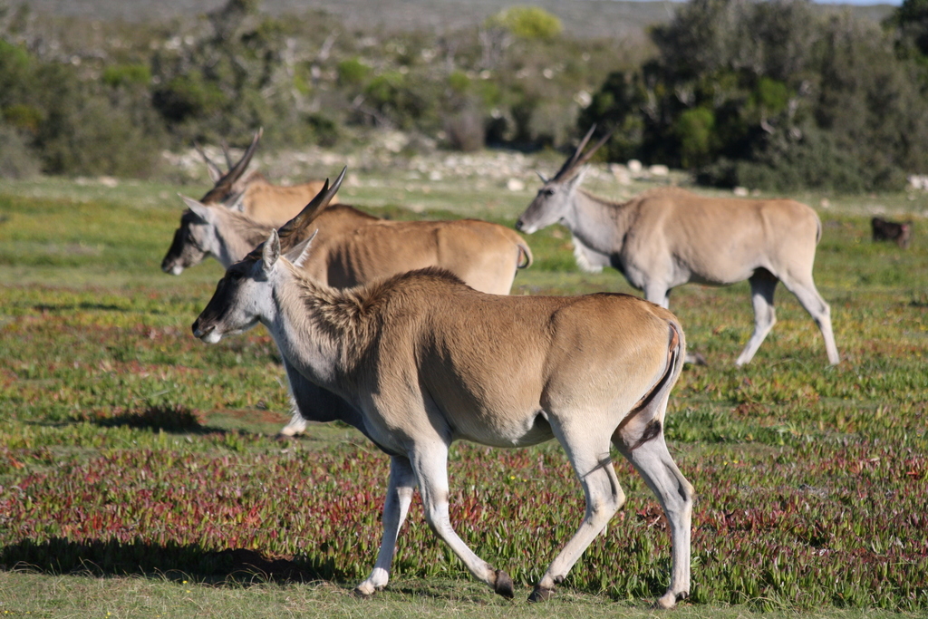 Common Eland