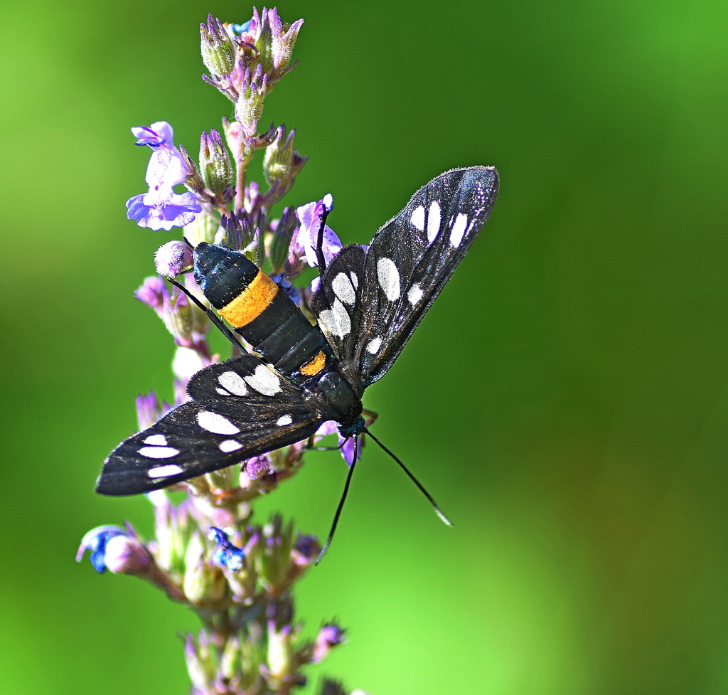 Nine-spotted