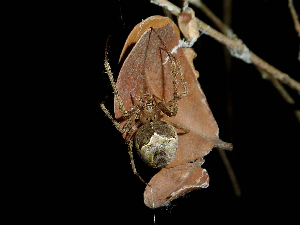 Allende nigrohumeralis
